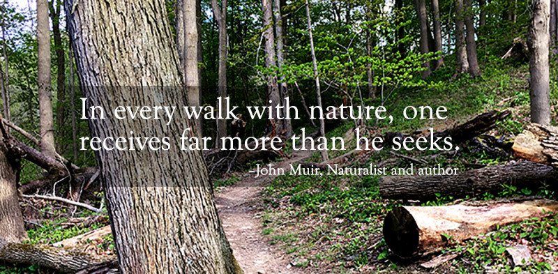quote over image of woods trail