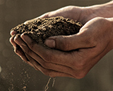 hands cupping dirt