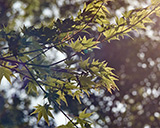 tree branch and leaves